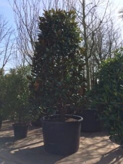 Magnolia (Magnolia Grandiflora 'Gallissoniere') -Green Roots Exporteren Winkel magnolia grandiflora 350 400 extra breed