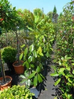 Magnolia (Magnolia Grandiflora 'Gallissoniere') -Green Roots Exporteren Winkel magnolia grandiflora gallisoniere 100 125 1