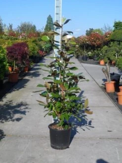 Magnolia (Magnolia Grandiflora 'Gallissoniere') -Green Roots Exporteren Winkel magnolia grandiflora gallisoniere 125 150 c25