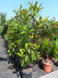 Magnolia (Magnolia Grandiflora 'Gallissoniere') -Green Roots Exporteren Winkel magnolia grandiflora gallisoniere 150 175 200 cont