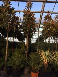 Beverboom (Magnolia Grandiflora 'Gallissoniere') 15 Beverboom (Magnolia Grandiflora 'Gallissoniere') -Green Roots Exporteren Winkel magnolia grandiflora gallisoniere 16 18ho cont
