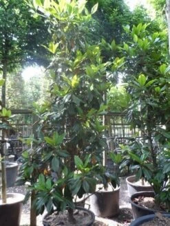 Magnolia (Magnolia Grandiflora 'Gallissoniere') -Green Roots Exporteren Winkel magnolia grandiflora gallisoniere 250 300 c150 1