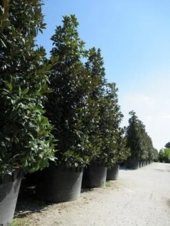 Magnolia (Magnolia Grandiflora 'Gallissoniere') -Green Roots Exporteren Winkel magnolia grandiflora gallisoniere 2