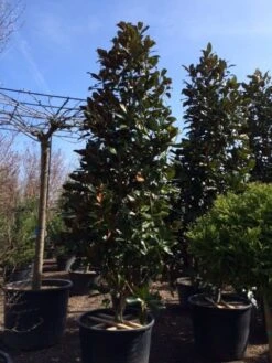 Magnolia (Magnolia Grandiflora 'Gallissoniere') -Green Roots Exporteren Winkel magnolia grandiflora gallisoniere 350 400 450 1