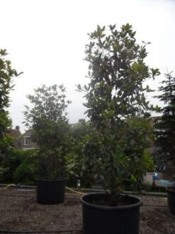 Magnolia (Magnolia Grandiflora 'Gallissoniere') -Green Roots Exporteren Winkel magnolia grandiflora gallisoniere 350 400 450 c1000 1