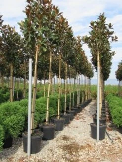 Beverboom (Magnolia Grandiflora 'Gallissoniere') -Green Roots Exporteren Winkel magnolia grandiflora gallisoniere 8 10 2 2