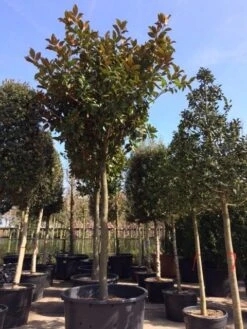 Beverboom (Magnolia Grandiflora 'Gallissoniere') -Green Roots Exporteren Winkel magnolia grandiflora hoogstam solitair 2