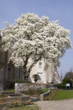 Beverboom (Magnolia Kobus) 11 Beverboom (Magnolia Kobus) -Green Roots Exporteren Winkel magnolia kobus01 1