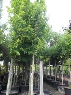 Beverboom (Magnolia Kobus) 17 Beverboom (Magnolia Kobus) -Green Roots Exporteren Winkel magnolia kobus 25 30ho c285 1