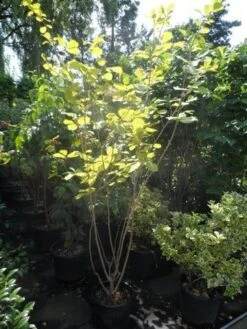 Beverboom (Magnolia Sieboldii) -Green Roots Exporteren Winkel magnolia sieboldii 175 200 c25