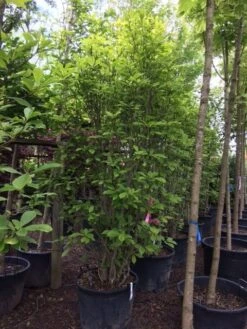 Beverboom (Magnolia Soulangeana) -Green Roots Exporteren Winkel magnolia soulangeana 300cm c130 1 2