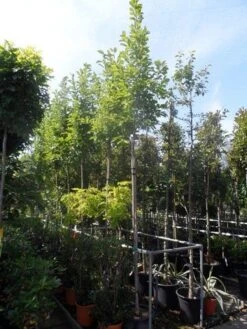 Beverboom (Magnolia Soulangeana Als Boom) -Green Roots Exporteren Winkel magnolia soulangeana 8 10 12ho cont 1