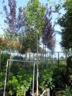 Beverboom (Magnolia Soulangeana Als Boom) -Green Roots Exporteren Winkel magnolia soulangeana alba superba 14 16ho cont 1