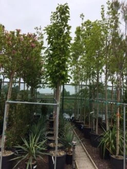 Beverboom (Magnolia Soulangeana Als Boom) -Green Roots Exporteren Winkel magnolia soulangeana boom 10 12cm 1