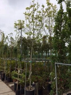 Beverboom (Magnolia Soulangeana Als Boom) 10 Beverboom (Magnolia Soulangeana Als Boom) -Green Roots Exporteren Winkel magnolia soulangeana boom 14 16cm