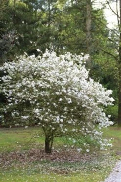 Nieuwe uitgaven -Green Roots Exporteren Winkel magnolia stellata 3 2