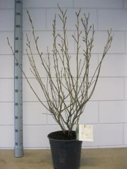 Stermagnolia (Magnolia Stellata) -Green Roots Exporteren Winkel magnolia stellata c7 november 1 1