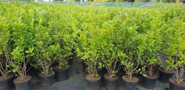 Beverboom, Struik (Magnolia Susan) 12 Beverboom, Struik (Magnolia Susan) - Afbeelding 12