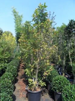 Beverboom, Struik (Magnolia Susan) 18 Beverboom, Struik (Magnolia Susan) -Green Roots Exporteren Winkel magnolia susan 175 200 c50 1