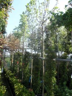 Beverboom (Magnolia 'Yellow River') -Green Roots Exporteren Winkel magnolia yellow river 10 12 14ho cont 2