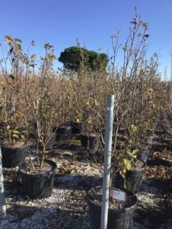 Beverboom (Magnolia 'Genie') -Green Roots Exporteren Winkel magnoliagenie02