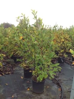 Beverboom (Magnolia Loebneri 'Leonard Messel') -Green Roots Exporteren Winkel magnolialeonardmessel02 1