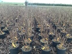 Beverboom (Magnolia Loebneri 'Leonard Messel') -Green Roots Exporteren Winkel magnolialeonardmessel03 1