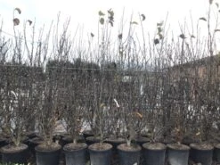 Beverboom, Struik (Magnolia Susan) 25 Beverboom, Struik (Magnolia Susan) -Green Roots Exporteren Winkel magnoliasusanwinter 1