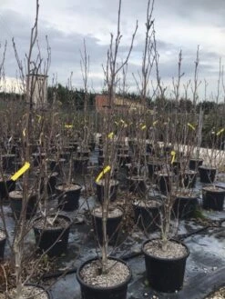 Beverboom (Magnolia Brooklynensis 'Yellow Bird') -Green Roots Exporteren Winkel magnoliayellowbird02 1