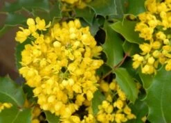 Mahoniestruik (Mahonia Aquifolium 'Apollo') -Green Roots Exporteren Winkel mahonia apollo bloei