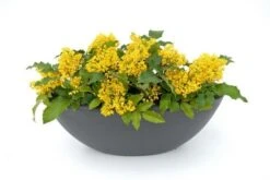 Mahoniestruik (Mahonia Aquifolium 'Apollo') 12 Mahoniestruik (Mahonia Aquifolium 'Apollo') -Green Roots Exporteren Winkel mahonia apollo toepassing 1