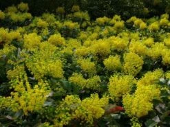 Mahoniestruik (Mahonia Aquifolium 'Apollo') 15 Mahoniestruik (Mahonia Aquifolium 'Apollo') -Green Roots Exporteren Winkel mahonia apollo toepassing 1 1