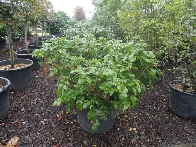 Mahoniestruik (Mahonia Aquifolium 'Apollo') 9 Mahoniestruik (Mahonia Aquifolium 'Apollo') - Afbeelding 9