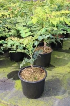 Chinese Mahoniestruik (Mahonia Bealei) -Green Roots Exporteren Winkel mahonia bealei 1