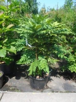 Mahoniestruik (Mahonia Media 'Charity') -Green Roots Exporteren Winkel mahonia media charity 125 150