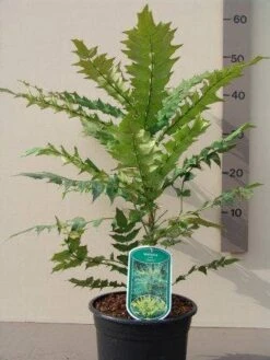 Mahoniestruik (Mahonia Media 'Charity') -Green Roots Exporteren Winkel mahonia media charity c3
