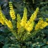 Mahoniestruik (Mahonia Media 'Winter Sun')