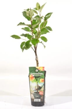Appelboom (Malus Domestica 'Elstar') 8 Appelboom (Malus Domestica 'Elstar') -Green Roots Exporteren Winkel malus dom. elstar rp2l handappel zachtzuur
