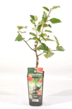 Appelboom (Malus Domestica 'Jonagold') 5 Appelboom (Malus Domestica 'Jonagold') -Green Roots Exporteren Winkel malus dom. jonagold rp2l handappel laat zachtzuur