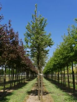 Grote Sierappel (Malus 'Evereste') -Green Roots Exporteren Winkel malus evereste 18 20