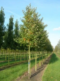 Grote Sierappel (Malus 'Evereste') -Green Roots Exporteren Winkel malus evereste 20 25