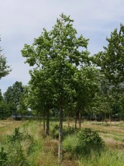 Grote Sierappel (Malus 'Evereste') -Green Roots Exporteren Winkel malus evereste 25 30