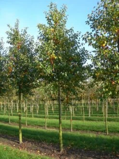 Grote Sierappel (Malus 'Evereste') -Green Roots Exporteren Winkel malus evereste 30 35