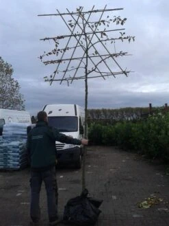 Sierappel Als Leiboom (Malus 'Evereste') -Green Roots Exporteren Winkel malus evereste lei
