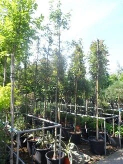 Sierappel (Malus 'Golden Hornet') -Green Roots Exporteren Winkel malus golden hornet 10 12ho cont