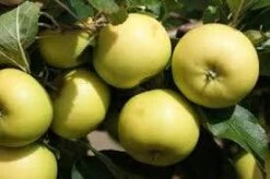 Appelboom (Malus Domestica 'Greensleeves') -Green Roots Exporteren Winkel malus greensleeves
