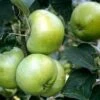 Appelboom (Malus Domestica 'Grenadier')