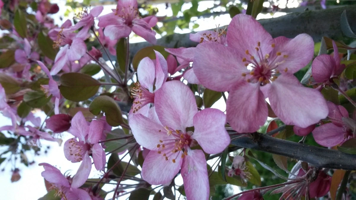 Sierappel (Malus 'Rudolf') 3 Sierappel (Malus 'Rudolf') - Afbeelding 3