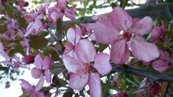 Sierappel (Malus 'Rudolf') -Green Roots Exporteren Winkel malus liset 2 1