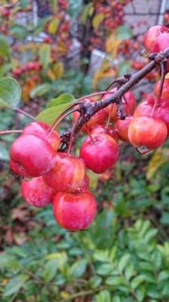 Sierappel (Malus 'Red Sentinel') -Green Roots Exporteren Winkel malus red sentinel 1